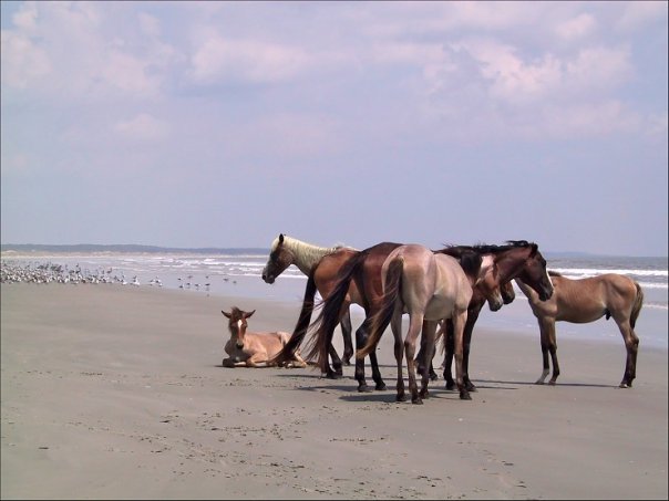 Cumberland Island Horse